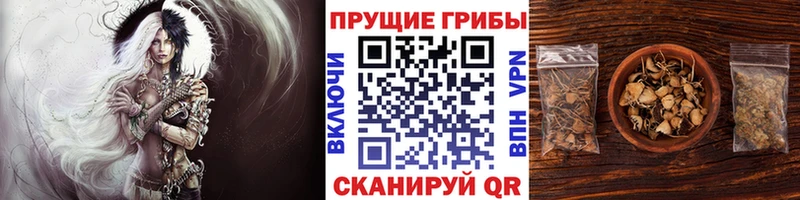 Купить закладки  Ленинск-Кузнецкий  Псилоцибиновые грибы GOLDEN TEACHER 